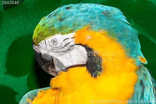 Image of Blue-and-yellow Macaw or Ara ararauna