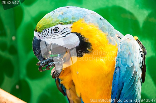 Image of Blue-and-yellow Macaw or Ara ararauna