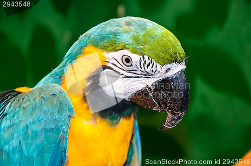 Image of Blue-and-yellow Macaw or Ara ararauna