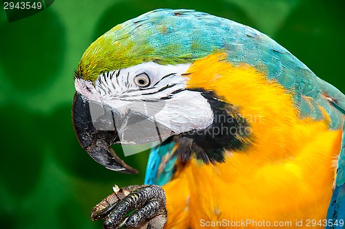 Image of Blue-and-yellow Macaw or Ara ararauna