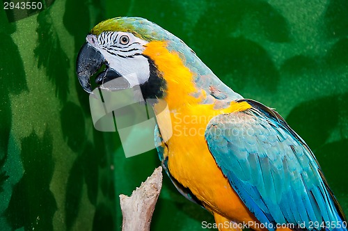 Image of Blue-and-yellow Macaw or Ara ararauna