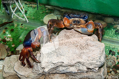 Image of Rainbow crab or Cardisoma armatum