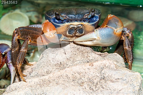 Image of Rainbow crab or Cardisoma armatum