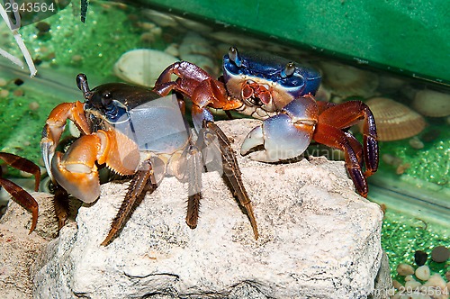 Image of Rainbow crab or Cardisoma armatum