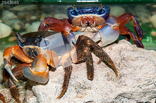 Image of Rainbow crab or Cardisoma armatum