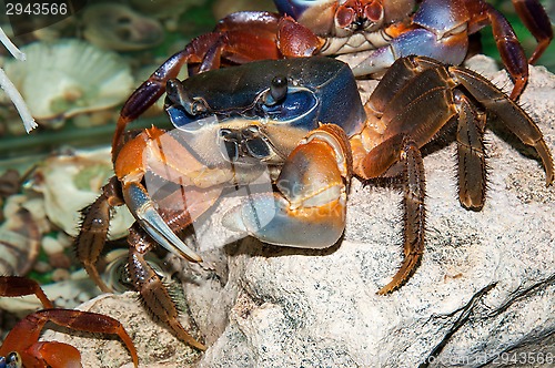 Image of Rainbow crab or Cardisoma armatum