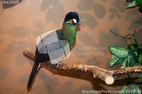 Image of Hartlaubi turaco