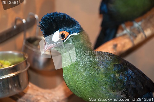 Image of Hartlaubi turaco