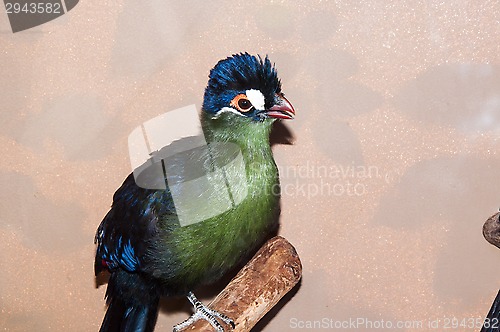 Image of Hartlaubi turaco