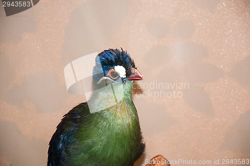 Image of Hartlaubi turaco