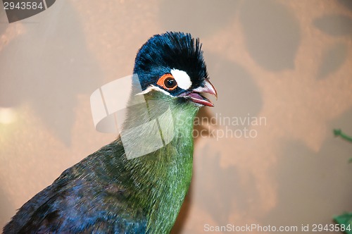 Image of Hartlaubi turaco