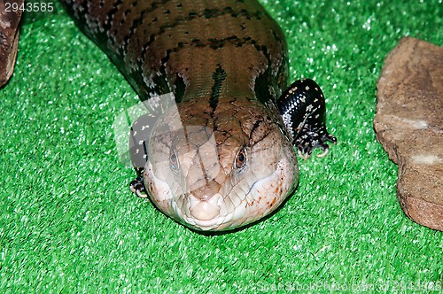 Image of Tiliqua scincoides or skink Blue tongue