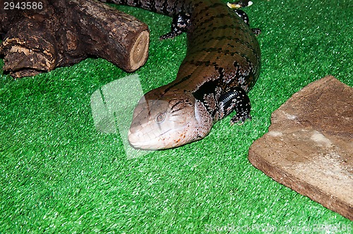 Image of Tiliqua scincoides or skink Blue tongue