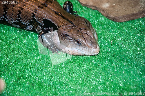 Image of Tiliqua scincoides or skink Blue tongue