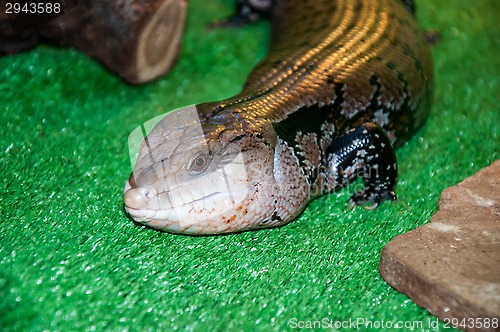 Image of Tiliqua scincoides or skink Blue tongue