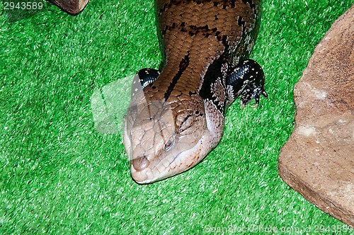 Image of Tiliqua scincoides or skink Blue tongue