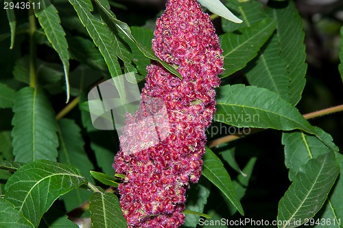 Image of Flowering tree acetic or Sumac or Rhus