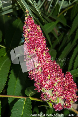 Image of Flowering tree acetic or Sumac or Rhus