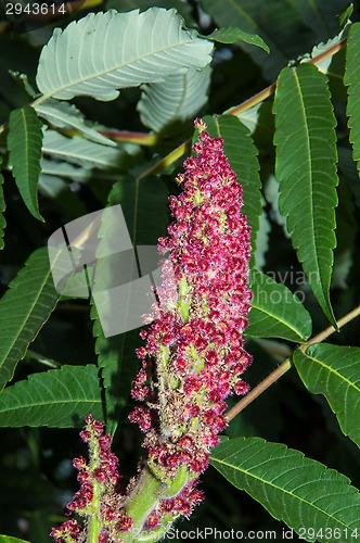 Image of Flowering tree acetic or Sumac or Rhus