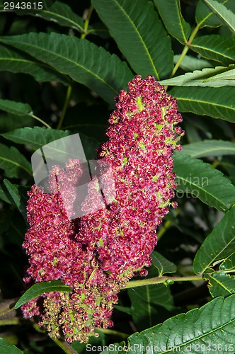 Image of Flowering tree acetic or Sumac or Rhus