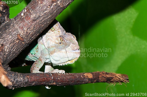 Image of Veiled Chameleon or Chamaeleo calyptratus