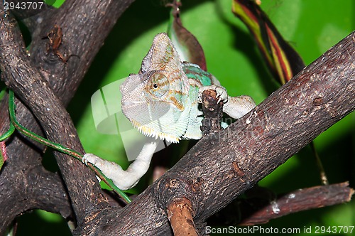 Image of Veiled Chameleon or Chamaeleo calyptratus