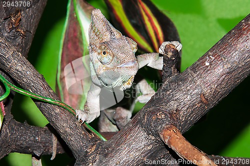 Image of Veiled Chameleon or Chamaeleo calyptratus