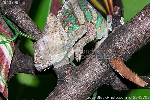 Image of Veiled Chameleon or Chamaeleo calyptratus