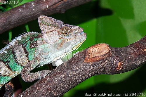 Image of Veiled Chameleon or Chamaeleo calyptratus