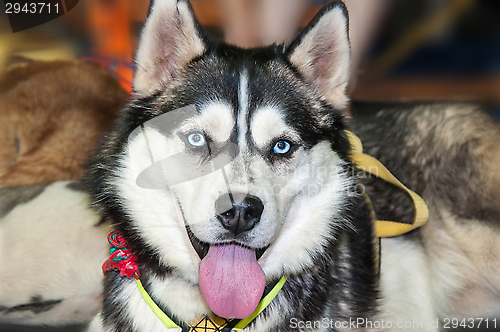 Image of Dog breed Siberian Husky