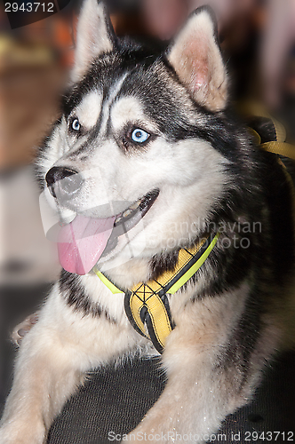 Image of Dog breed Siberian Husky