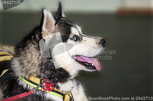 Image of Dog breed Siberian Husky