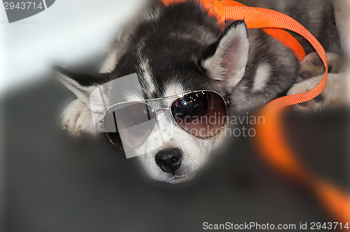 Image of Dog breed Siberian Husky