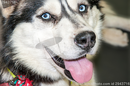 Image of Dog breed Siberian Husky