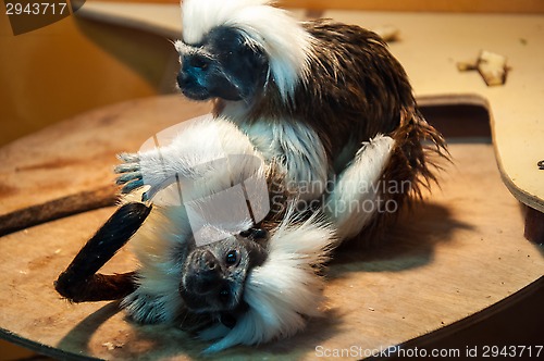 Image of Oedipus Tamarin or Saguinus