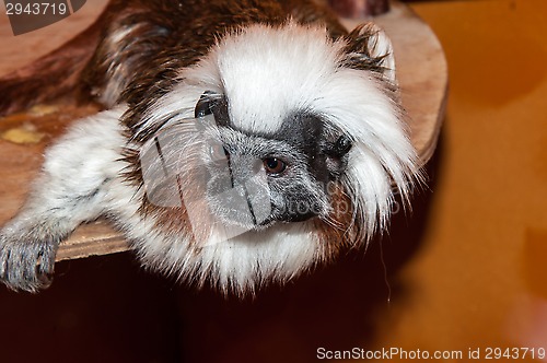 Image of Oedipus Tamarin or Saguinus