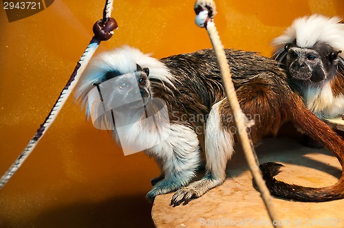 Image of Oedipus Tamarin or Saguinus