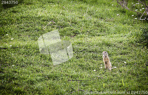 Image of European ground squirrel