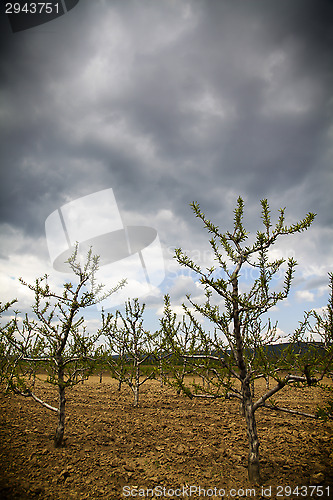 Image of Stormy orchard