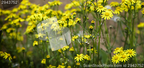 Image of Wild yellow flowers