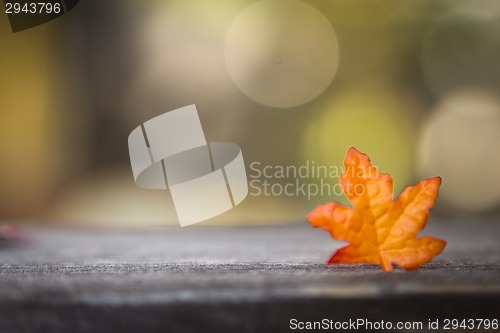 Image of foliage, leaves autumn