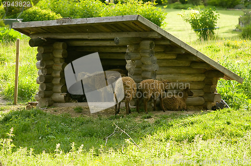 Image of Sheeps