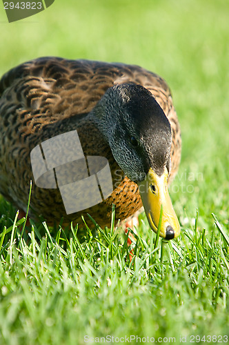 Image of Duck