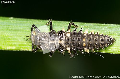 Image of Ladybug maggot