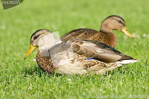 Image of Ducks