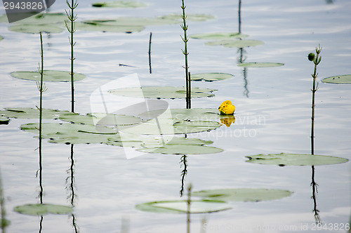 Image of Yellow waterlily