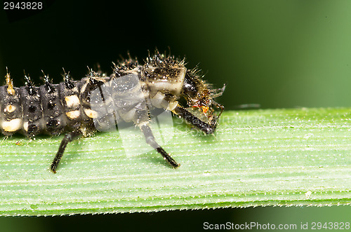 Image of Ladybug maggot