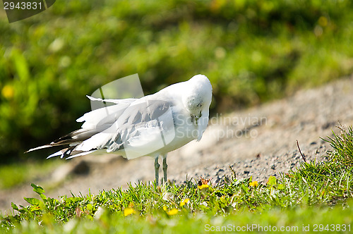 Image of Gull