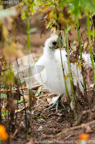 Image of Hen