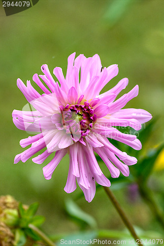 Image of Flower